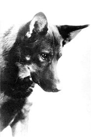 Rin-Tin-Tin