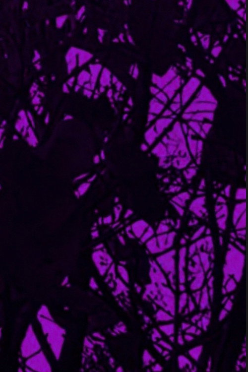 Le Fogile Cadono poster