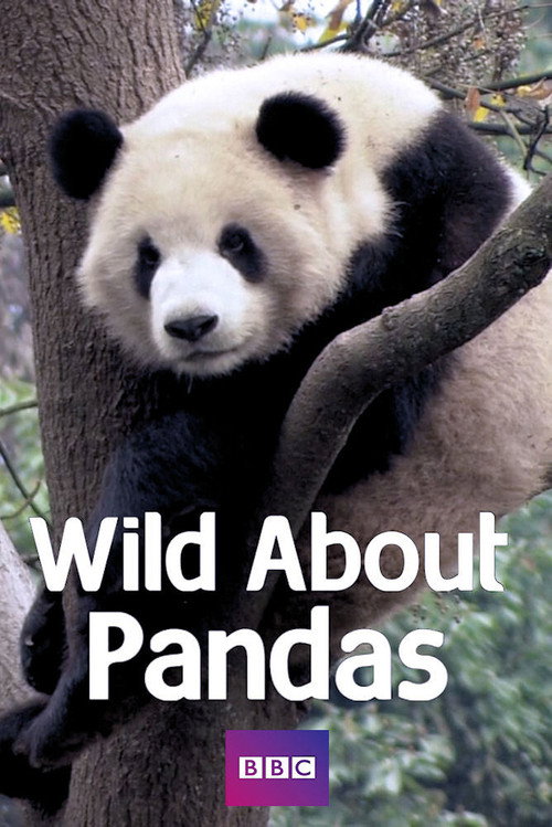 Wild About Pandas poster