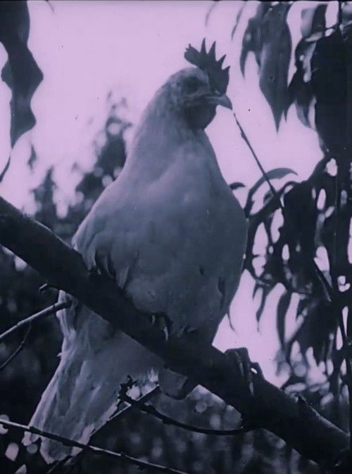 The Last Word in Chickens poster