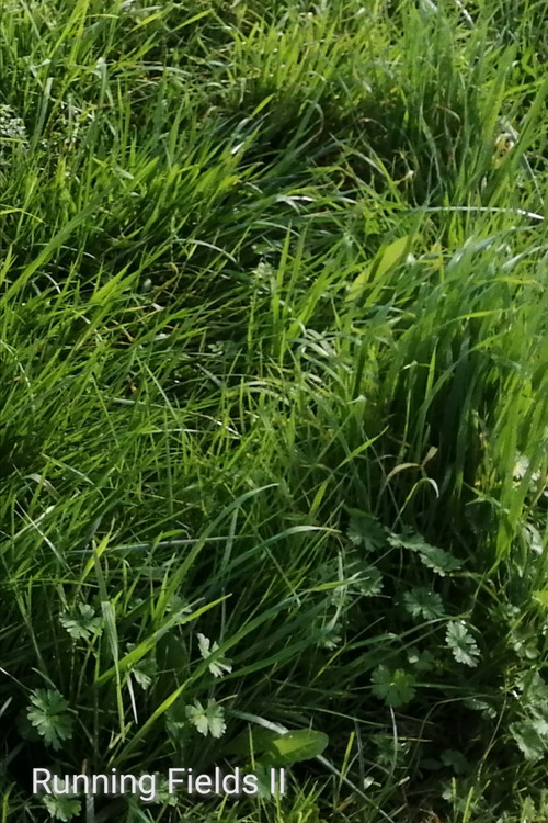 Running Fields II poster