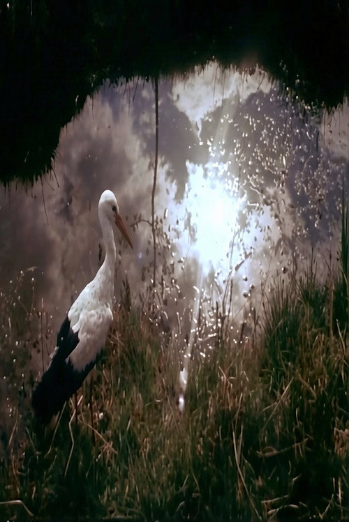 White Storks poster