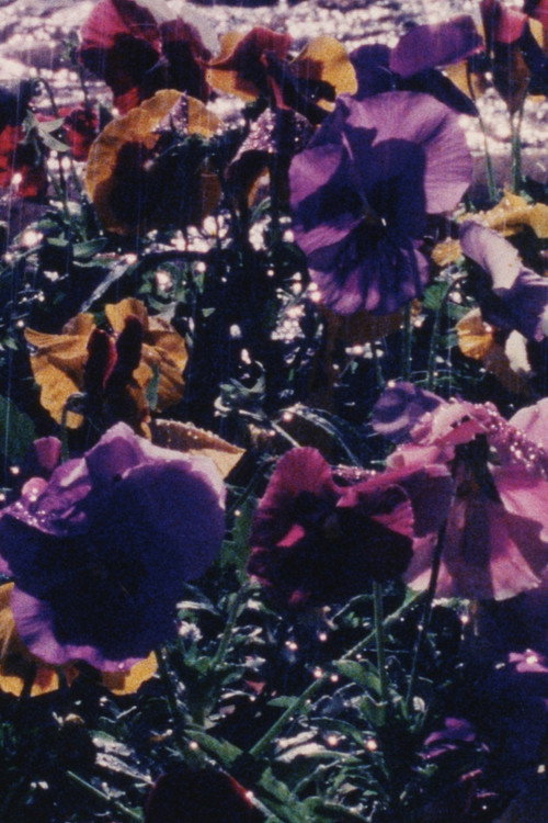 La Jardinera poster