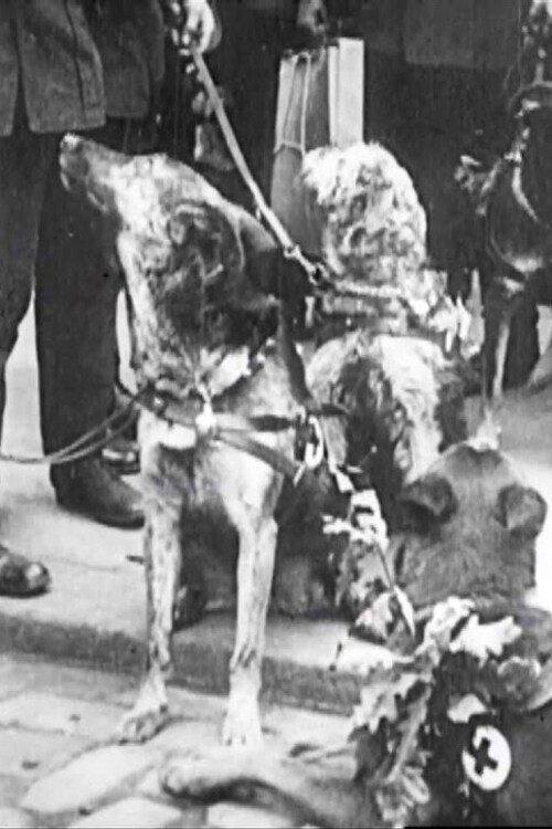 Red Cross Dogs poster