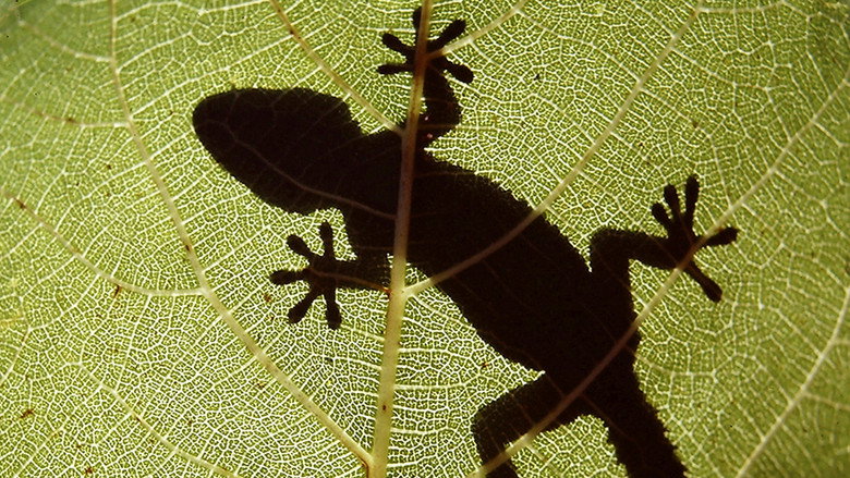 The Secret World of Nature: Spain still 1