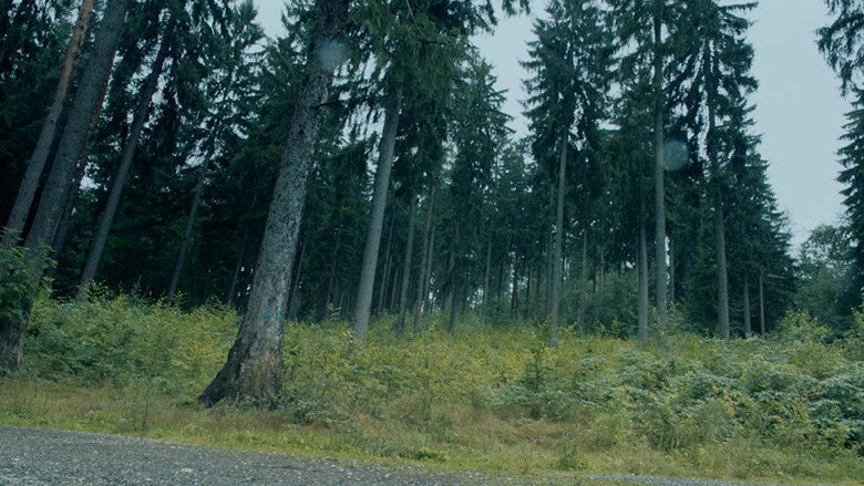 Redwood still 4