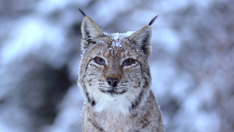 Wild Romania still 2