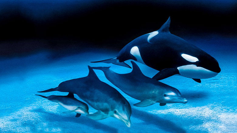 IMAX Dolphins and Whales: Tribes of the Ocean still 1
