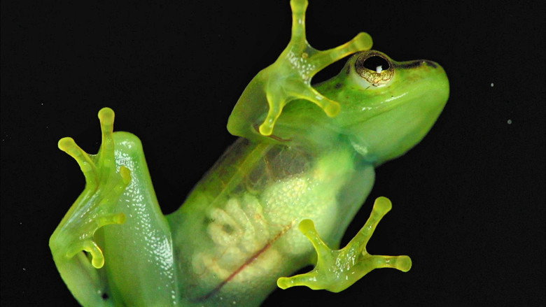 Incredible frogs still 1