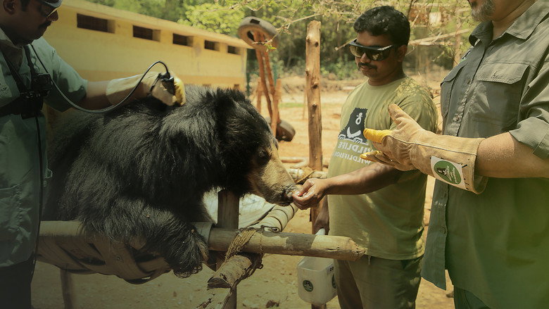 Jungle Animal Rescue still 4