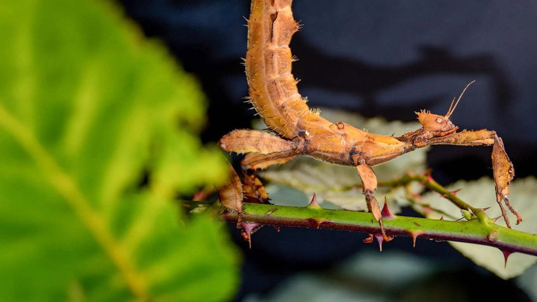 Extreme Bugs still 3