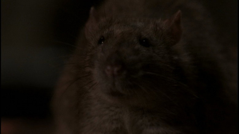 The Rats still 7