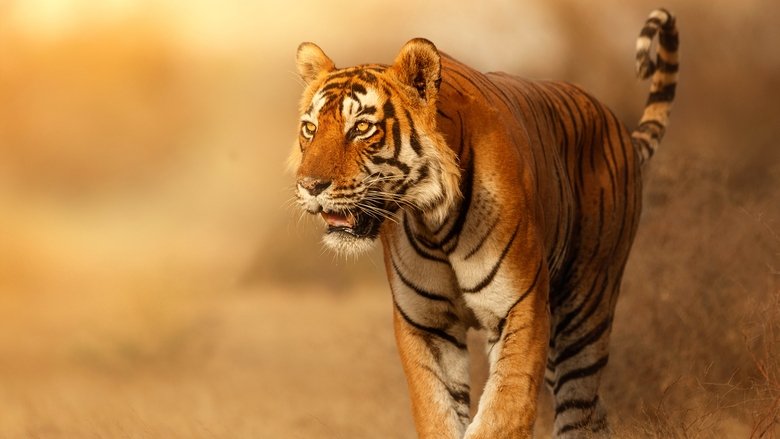Wild Cats of India still 1