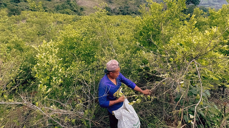 Cocaïne : la poudrière colombienne still 4
