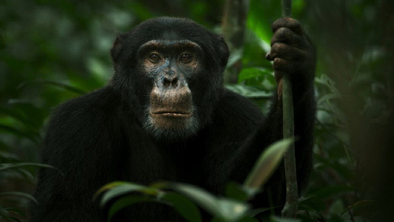 Chimp Empire still 5