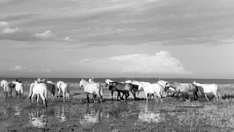 White Mane still 6