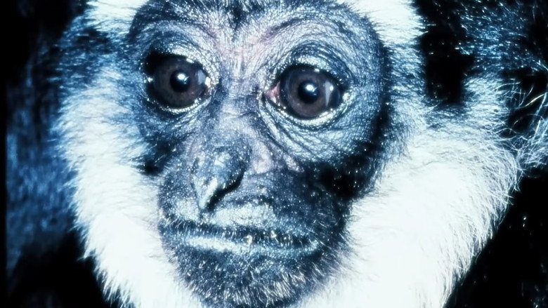 Gibbons: The Forgotten Apes In Peril still 1