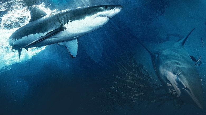 Shark still 3