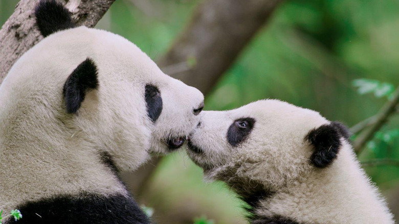 The Hidden Kingdoms of China still 1