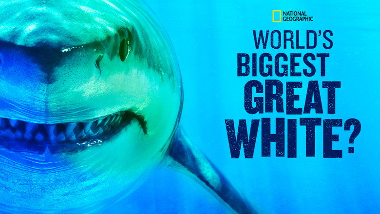World's Biggest Great White? still 5