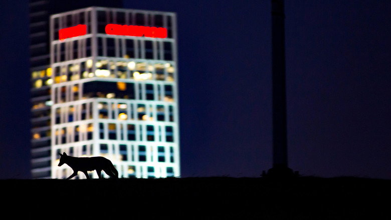 Cities: Nature's New Wild still 2