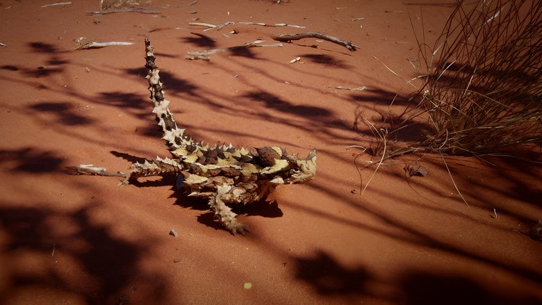 Deadly Australians still 2