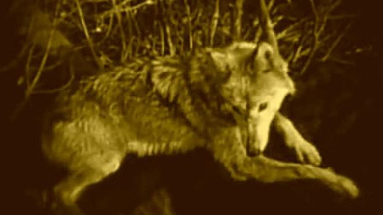Wolf Blood still 2