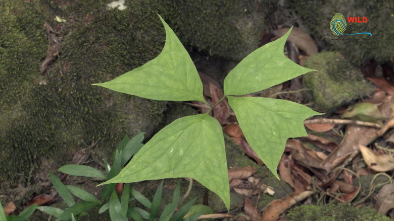 Botanist Francis Hallé Explains... still 3