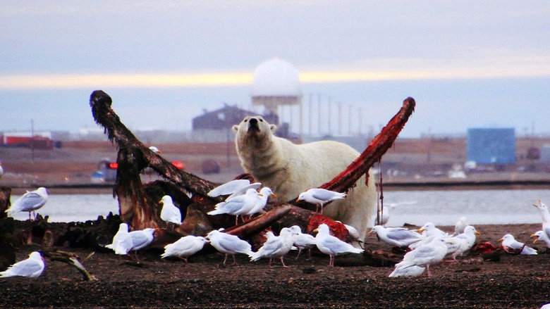 The Great Polar Bear Feast still 4