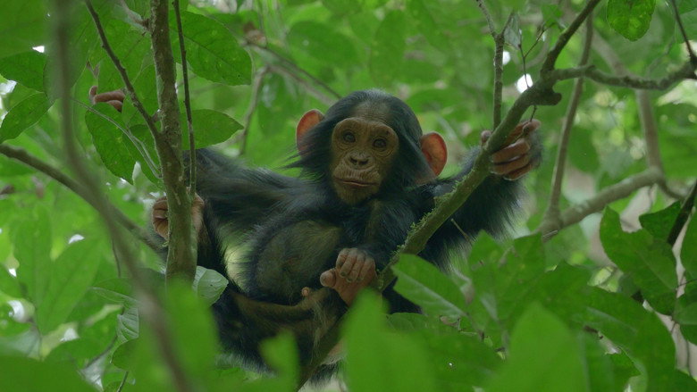 Chimp Empire still 6