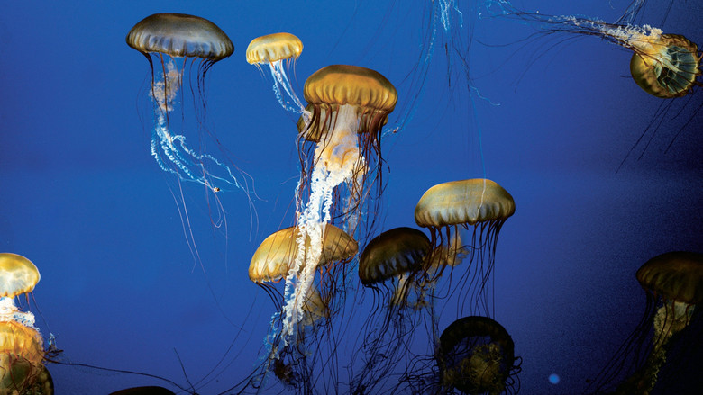 The Living Sea still 1