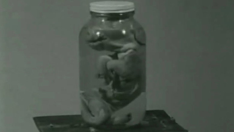 Pig still 3