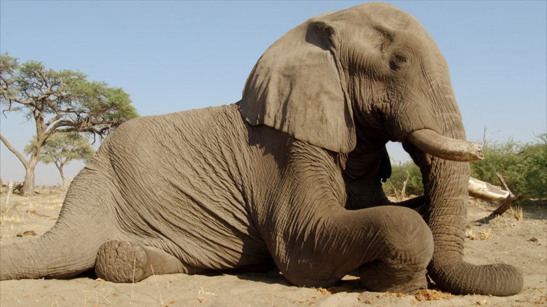 Africa's Giant Killers still 3