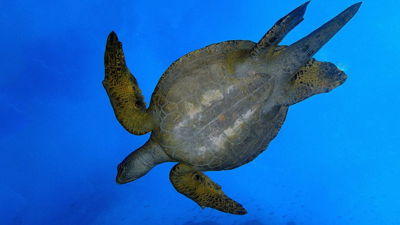 Wild Galápagos still 1