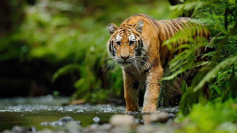 Jungle Animal Rescue still 1