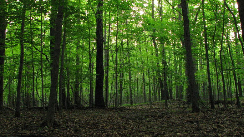 The Camp still 1