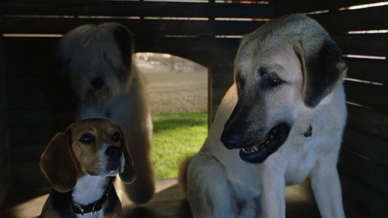 Cats & Dogs still 6