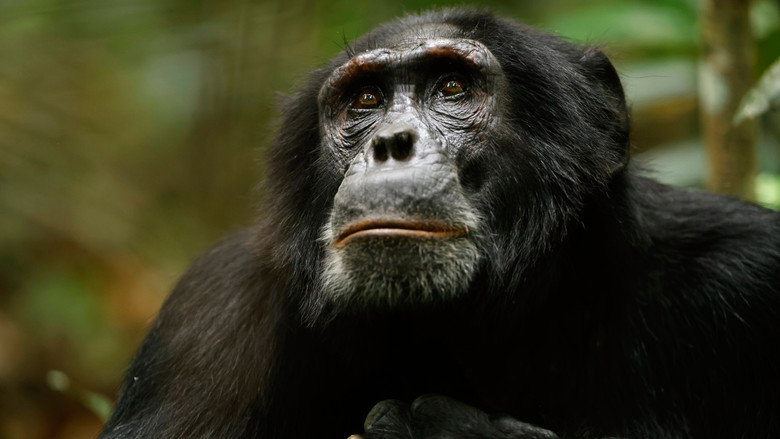Chimp Empire still 7