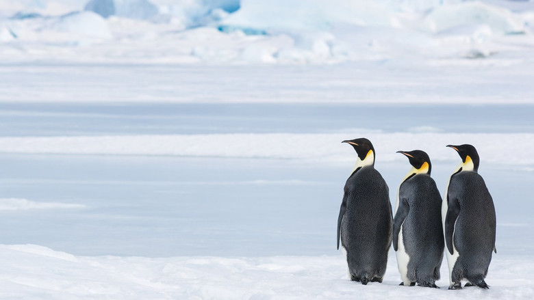 Antarctica, in the footsteps of the Emperor still 4