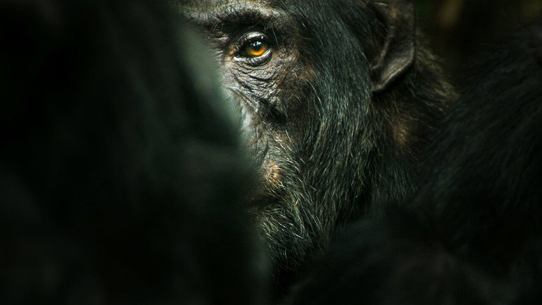 Chimp Empire still 2