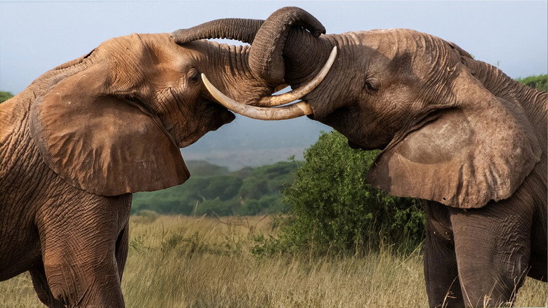 Tusker: Brotherhood of Elephants still 3