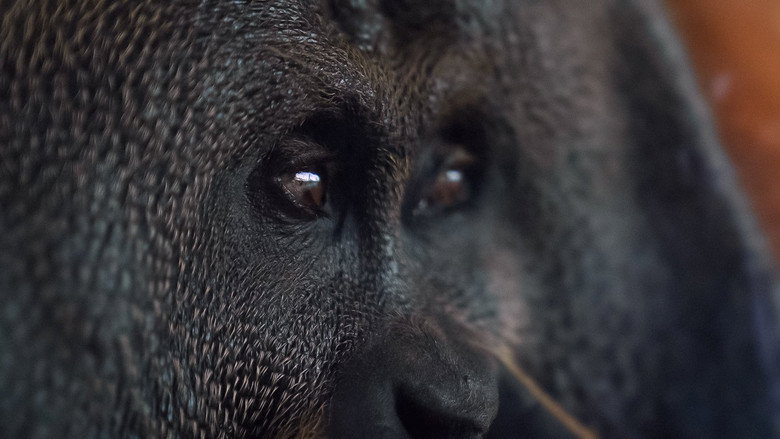 Orang. Utan. still 1