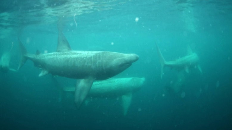 Ireland's Deep Atlantic still 5