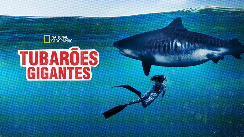 World's Biggest Tiger Shark still 6