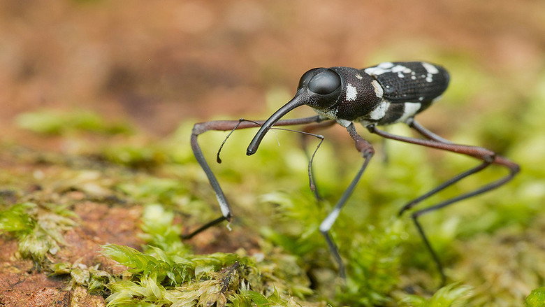 Extreme Bugs still 1
