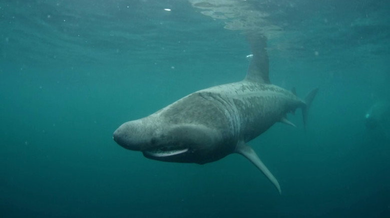 Ireland's Deep Atlantic still 4