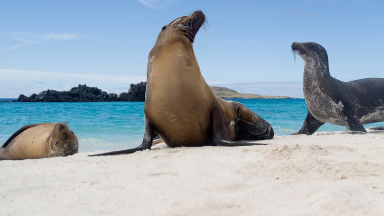 Galapagos still 1