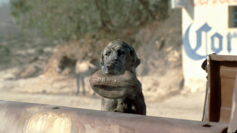 The Mexican still 8