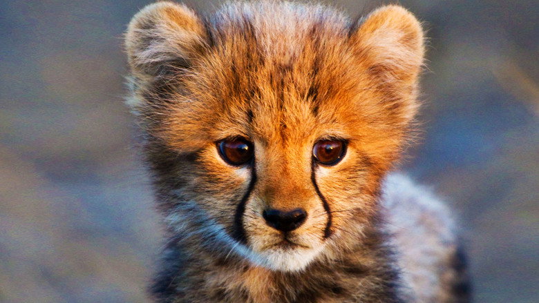 Animal Babies still 1