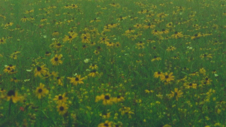 Mountain Wildflowers still 1